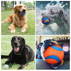 Chewable ball and game for the dog