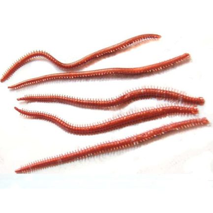 10pcs power sea worms real sens natural attractant fishy smell lures