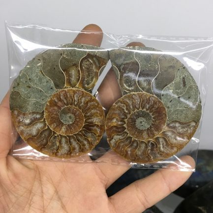 2pcs natural rainbow ammonite shell, fossil slice madagascar