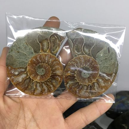 2pcs natural rainbow ammonite shell, fossil slice madagascar